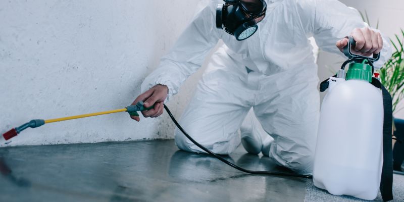 Como é Feita a Dedetização de Baratas em Niterói: Conheça 6 Métodos Como é feita a dedetização de baratas em Niterói